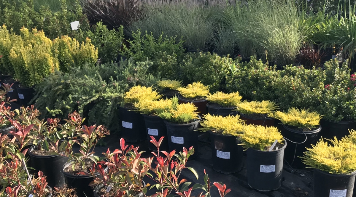 Sonoma Valley Wholesale Nursery - Clean From The Ground Up