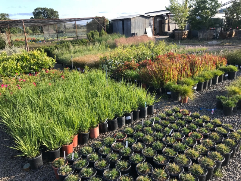 Grasses - Sonoma Valley Wholesale Nursery