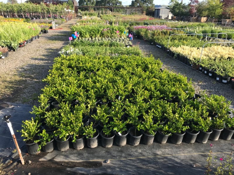 Shrubs - Sonoma Valley Wholesale Nursery