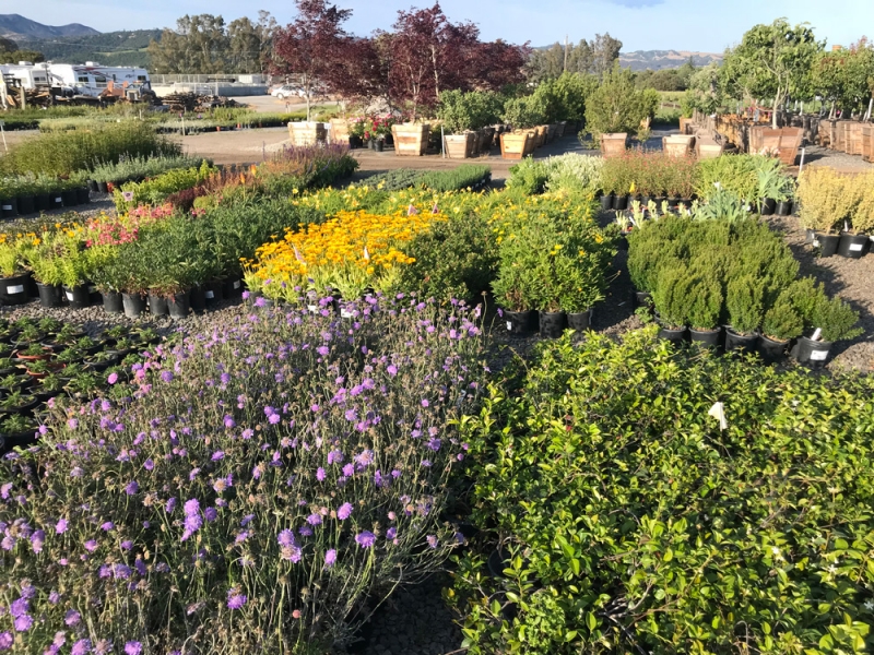 Sonoma Valley Wholesale Nursery - Clean From The Ground Up