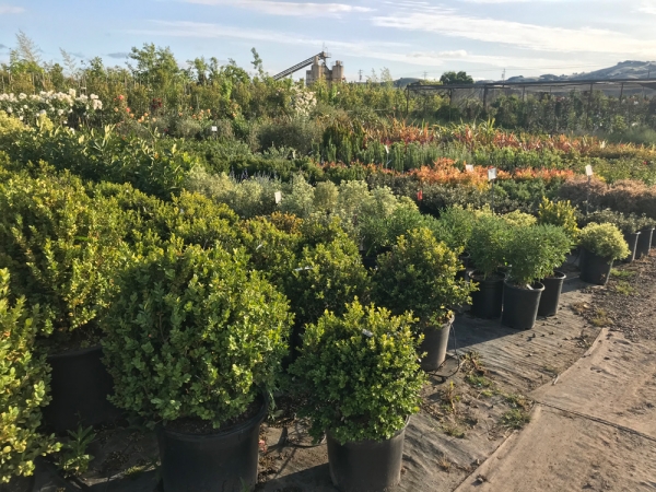 Shrubs - Sonoma Valley Wholesale Nursery