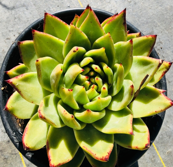 Succulents - Sonoma Valley Wholesale Nursery