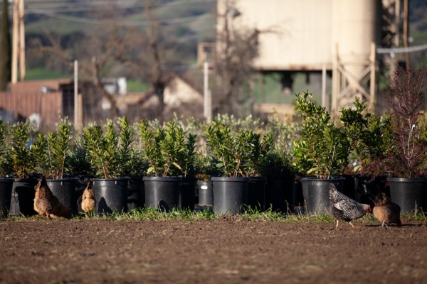 Shrubs - Sonoma Valley Wholesale Nursery