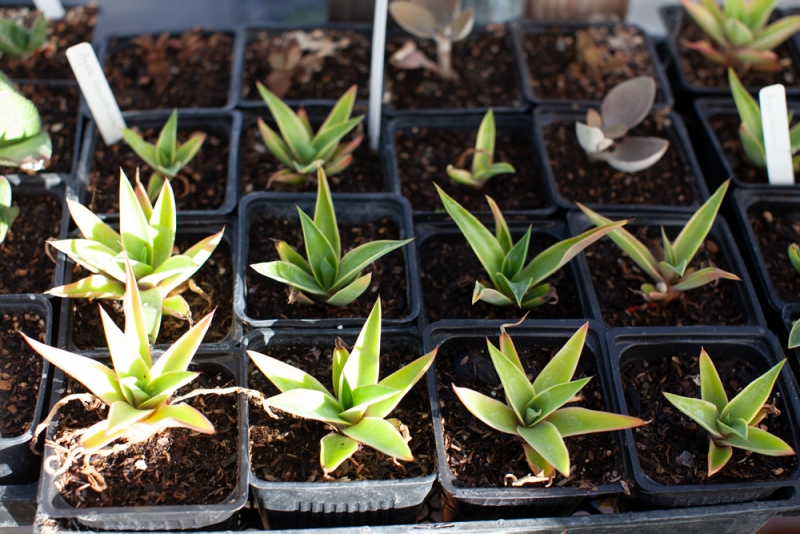 Succulents - Sonoma Valley Wholesale Nursery