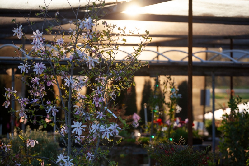 Trees - Sonoma Valley Wholesale Nursery