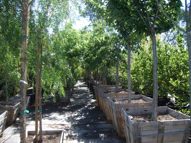 Trees - Sonoma Valley Wholesale Nursery