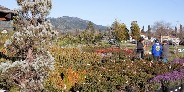 About Us - Sonoma Valley Wholesale Nursery