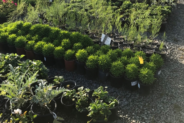 Edibles - Sonoma Valley Wholesale Nursery