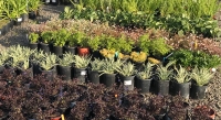 Sonoma Valley Wholesale Nursery - Clean From The Ground Up